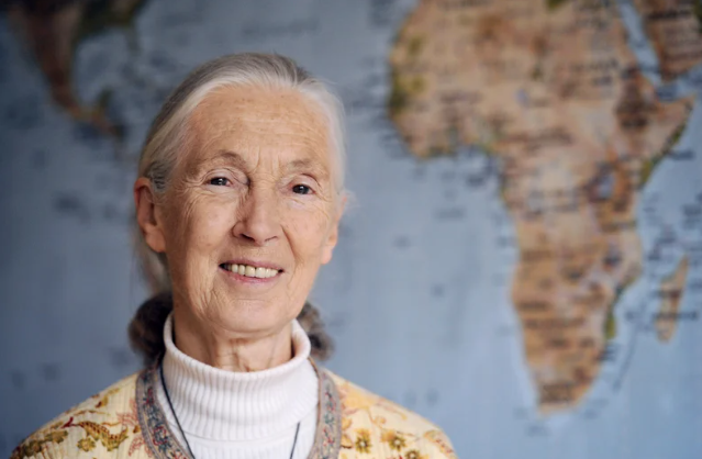 Pysu Jane Goodall has died at age 91