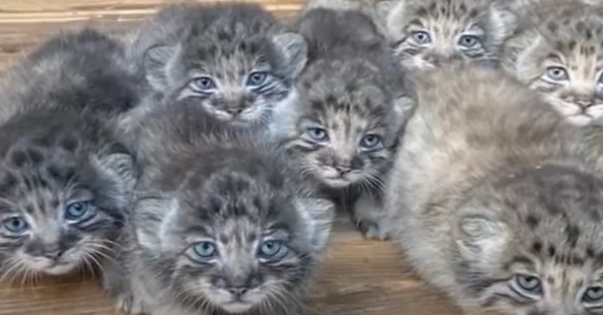 Pysu Farmer found abandoned kittens but turns out they cost a fortune..