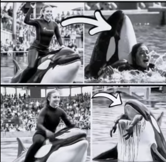 Pysu Coach Orca is Destroy by this thing while … see more